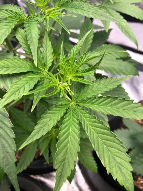 Acapulco Gold SeedSupreme Indoor Summer. Week 5