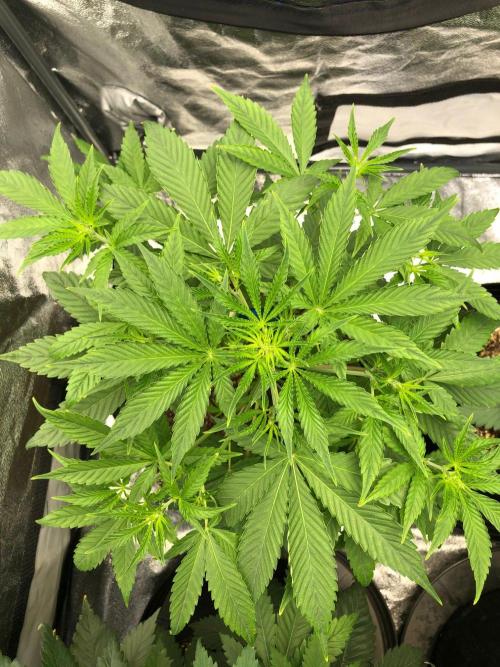 Acapulco Gold SeedSupreme Indoor Summer. Week 5
