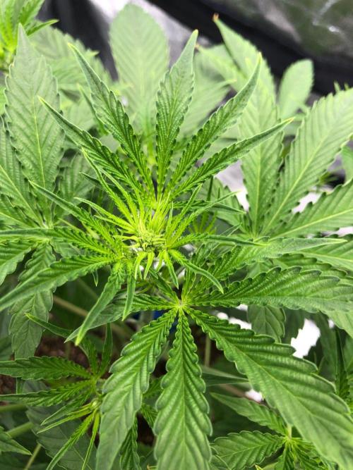Acapulco Gold SeedSupreme Indoor Summer. Week 5