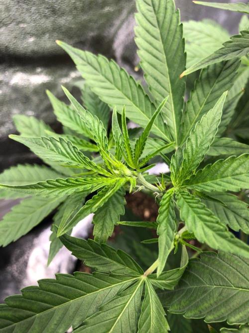 Acapulco Gold SeedSupreme Indoor Summer. Week 5
