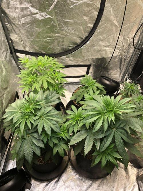 Acapulco Gold SeedSupreme Indoor Summer. Week 5