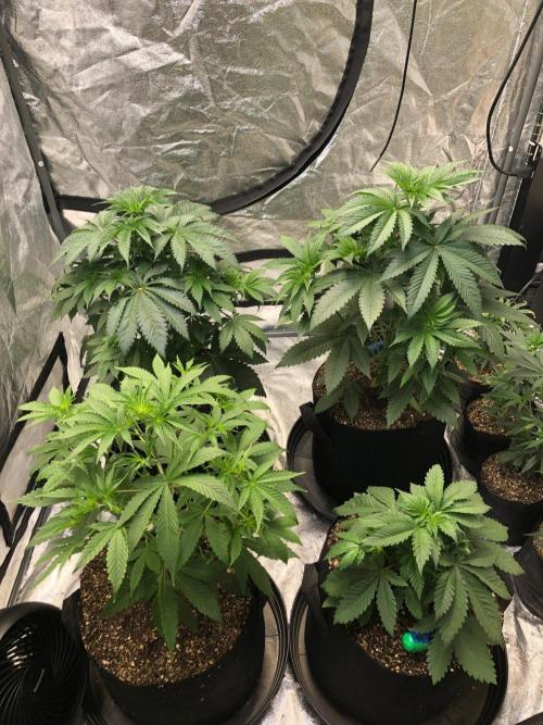 Acapulco Gold SeedSupreme Indoor Summer. Week 5