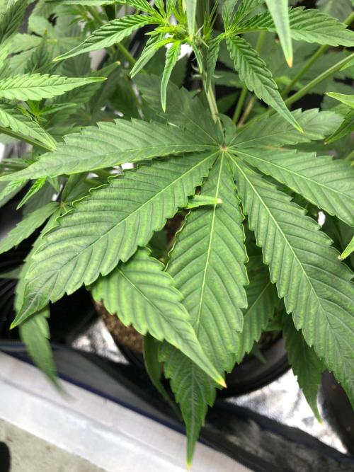 Acapulco Gold SeedSupreme Indoor Summer. Week 5