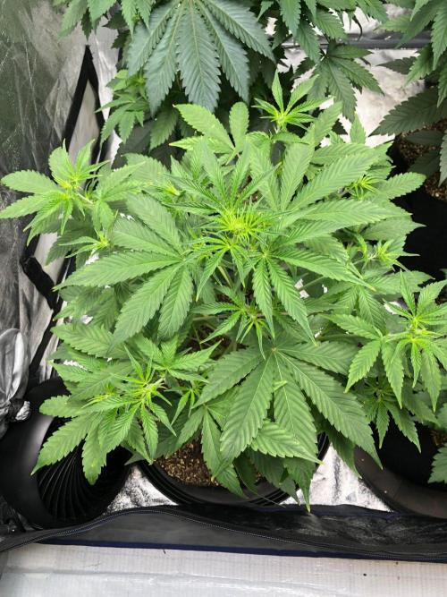 Acapulco Gold SeedSupreme Indoor Summer. Week 5