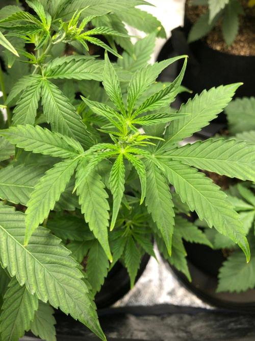 Acapulco Gold SeedSupreme Indoor Summer. Week 5