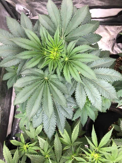 Silver Widow Kannabaia Indoor Summer. Week 5