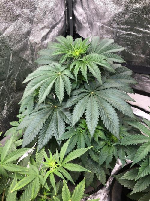 Silver Widow Kannabaia Indoor Summer. Week 5