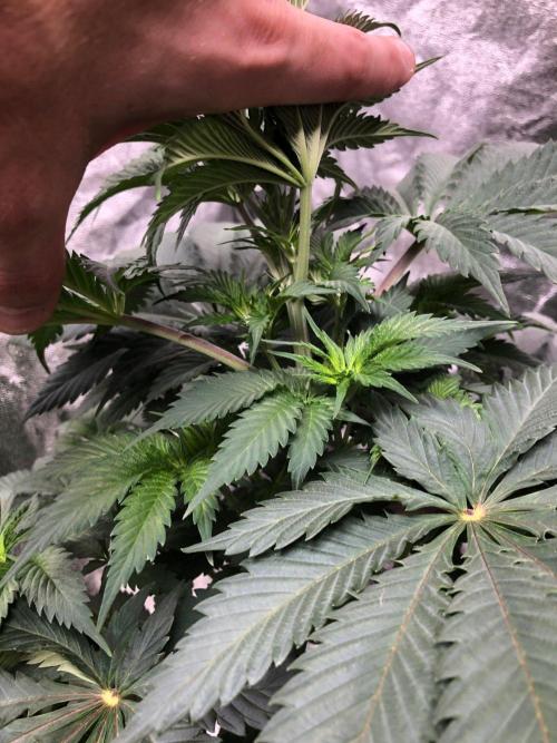 Silver Widow Kannabaia Indoor Summer. Week 5