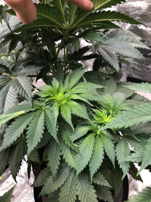 Silver Widow Kannabaia Indoor Summer. Week 5