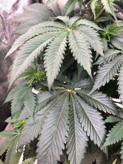 Silver Widow Kannabaia Indoor Summer. Week 5