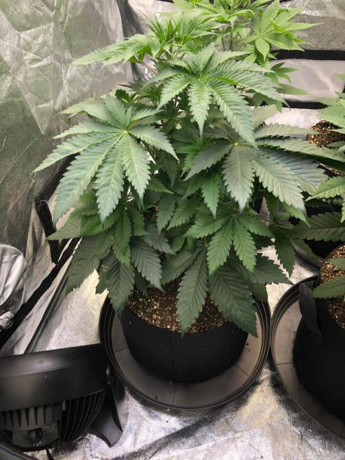 Silver Widow Kannabaia Indoor Summer. Week 5