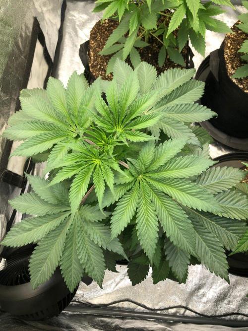 Silver Widow Kannabaia Indoor Summer. Week 5