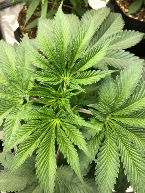 Silver Widow Kannabaia Indoor Summer. Week 5