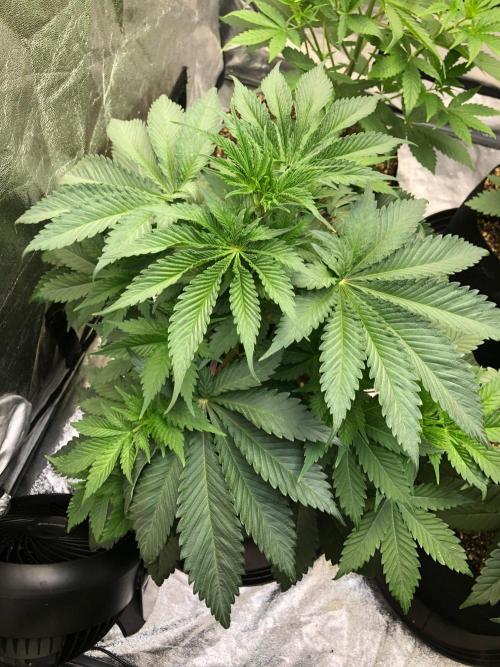 Silver Widow Kannabaia Indoor Summer. Week 5