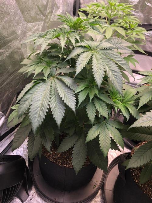 Silver Widow Kannabaia Indoor Summer. Week 5
