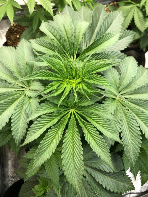Silver Widow Kannabaia Indoor Summer. Week 5
