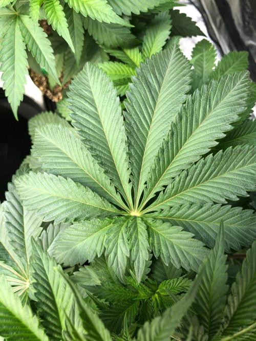 Silver Widow Kannabaia Indoor Summer. Week 5