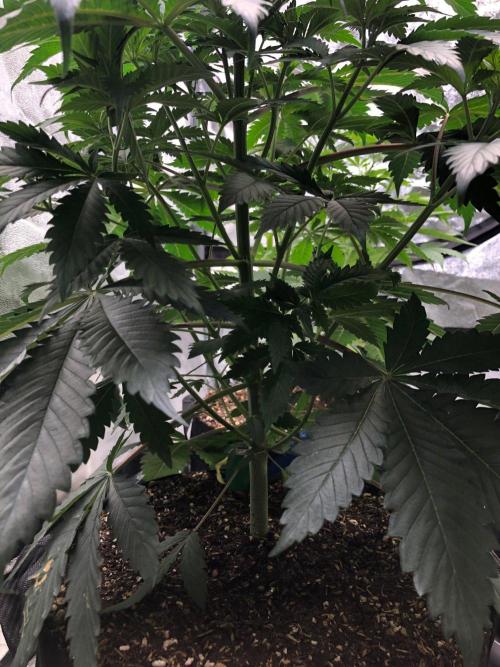 Silver Widow Kannabaia Indoor Summer. Week 5