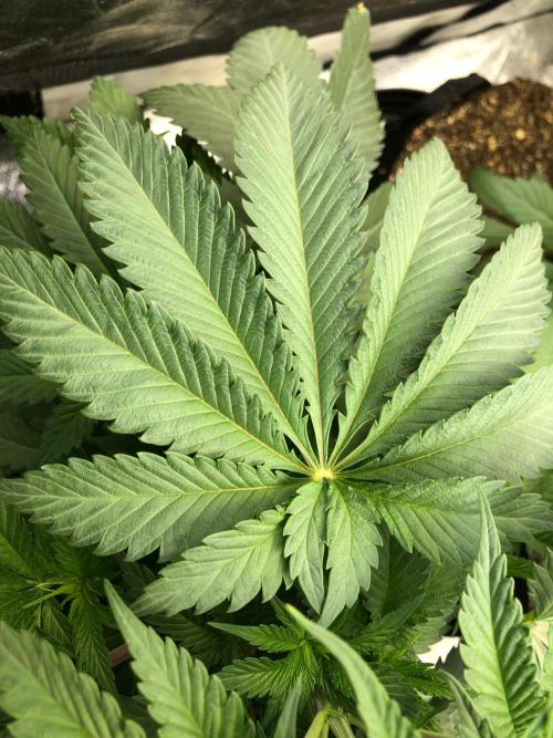 Silver Widow Kannabaia Indoor Summer. Week 5