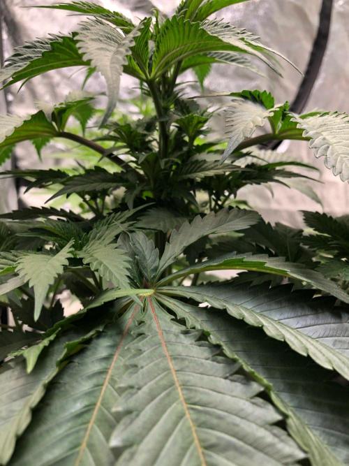 Silver Widow Kannabaia Indoor Summer. Week 5