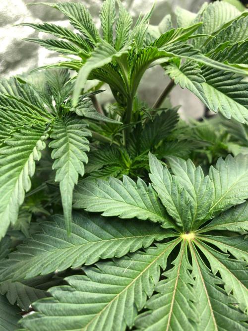 Silver Widow Kannabaia Indoor Summer. Week 5