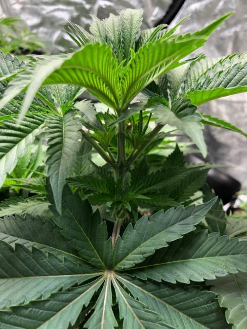 Silver Widow Kannabaia Indoor Summer. Week 5