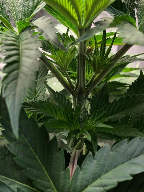 Silver Widow Kannabaia Indoor Summer. Week 5