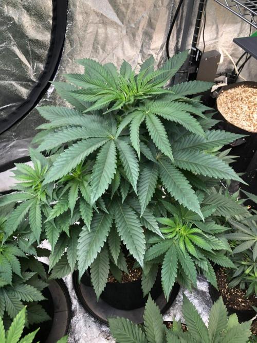 Mexican Sativa Kannabaia Indoor Summer. Week 5
