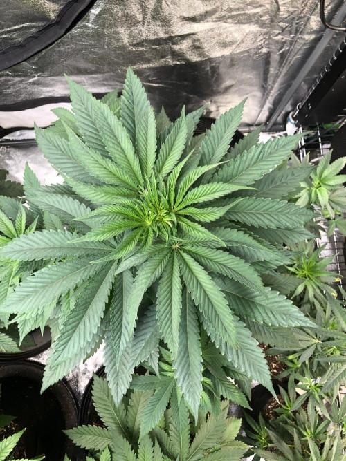 Mexican Sativa Kannabaia Indoor Summer. Week 5