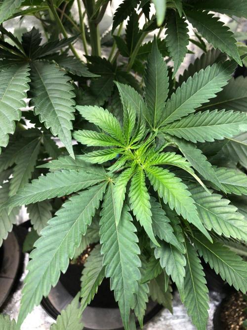 Mexican Sativa Kannabaia Indoor Summer. Week 5