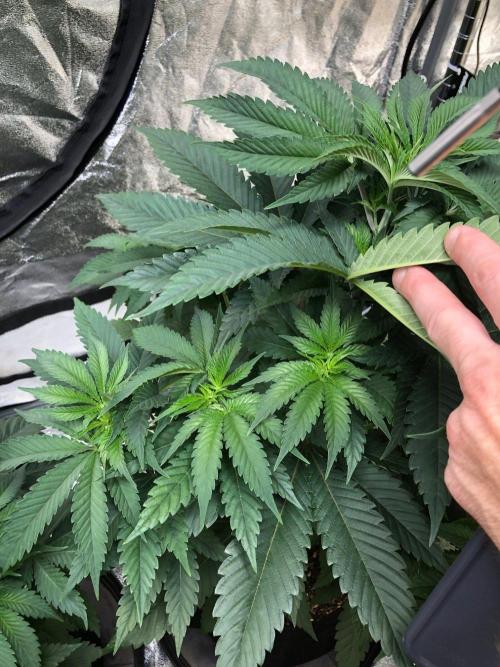 Mexican Sativa Kannabaia Indoor Summer. Week 5