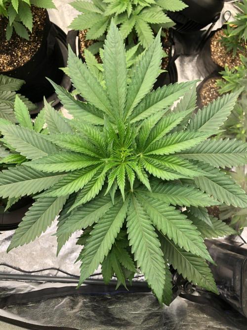 Mexican Sativa Kannabaia Indoor Summer. Week 5