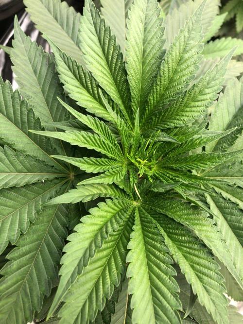 Mexican Sativa Kannabaia Indoor Summer. Week 5