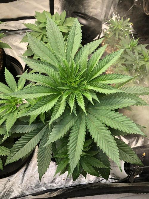 Mexican Sativa Kannabaia Indoor Summer. Week 5