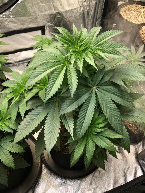 Mexican Sativa Kannabaia Indoor Summer. Week 5