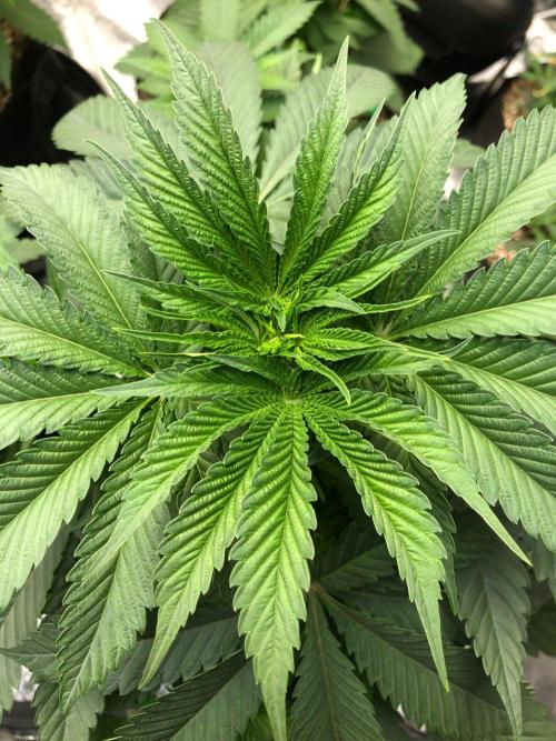 Mexican Sativa Kannabaia Indoor Summer. Week 5