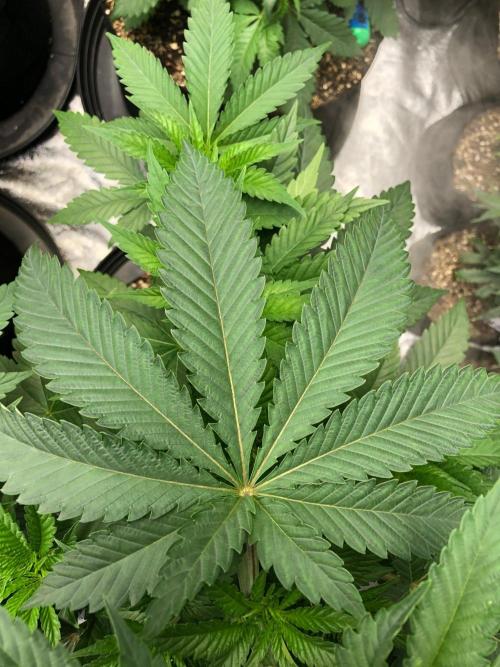 Mexican Sativa Kannabaia Indoor Summer. Week 5