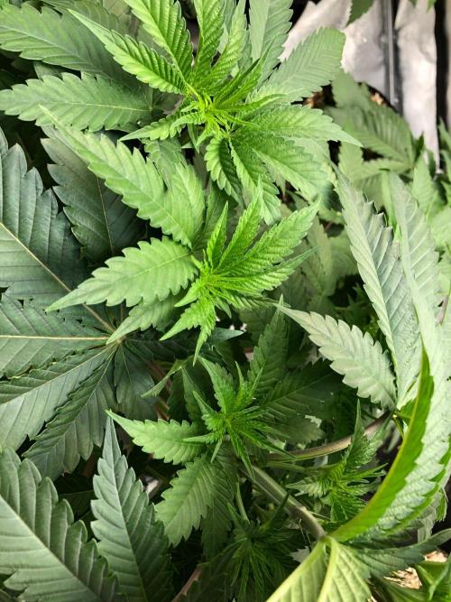 Mexican Sativa Kannabaia Indoor Summer. Week 5