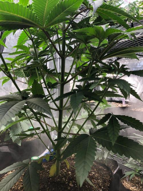 Mexican Sativa Kannabaia Indoor Summer. Week 5