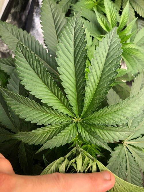 Mexican Sativa Kannabaia Indoor Summer. Week 5