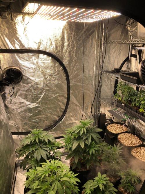Mexican Sativa Kannabaia Indoor Summer. Week 5