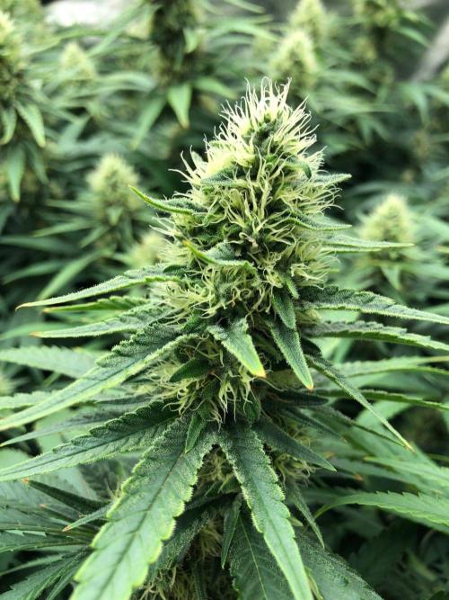 White Domina Kannabia Indoor Spring 26. Week 15