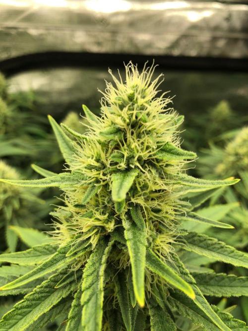 White Domina Kannabia Indoor Spring 26. Week 15