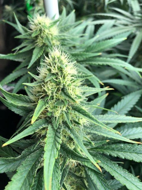 White Domina Kannabia Indoor Spring 26. Week 15