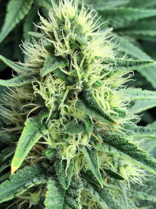 White Domina Kannabia Indoor Spring 26. Week 15