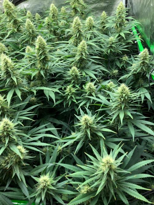 White Domina Kannabia Indoor Spring 26. Week 15