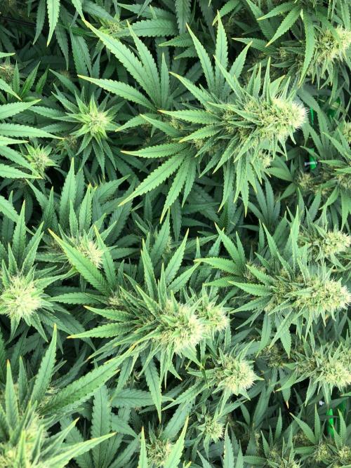 White Domina Kannabia Indoor Spring 26. Week 15