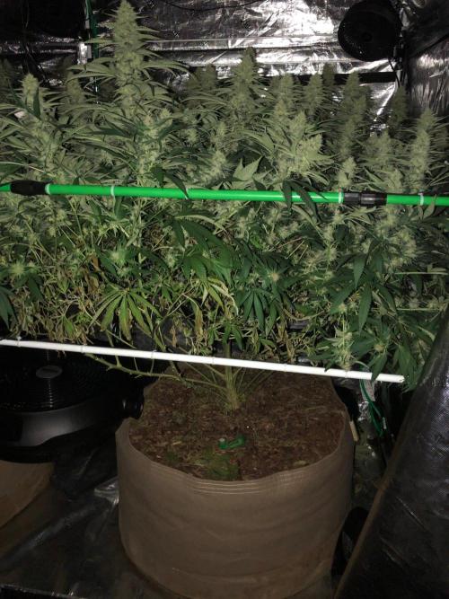 White Domina Kannabia Indoor Spring 26. Week 15