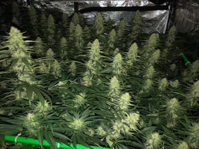 White Domina Kannabia Indoor Spring 26. Week 15