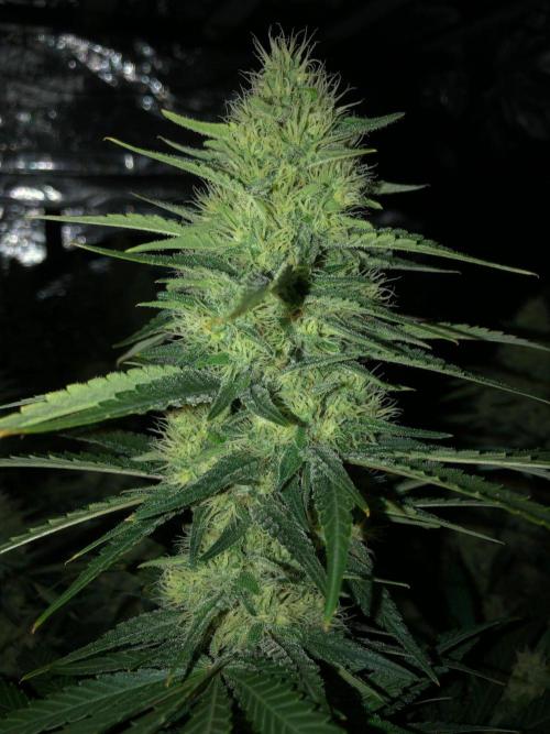White Domina Kannabia Indoor Spring 26. Week 15